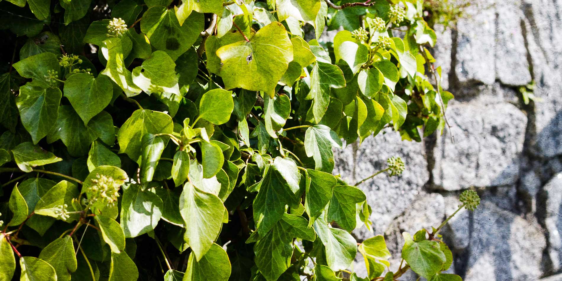 Creative image of ivy against stone wall